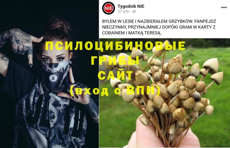 Псилоцибиновые грибы MAGIC MUSHROOMS  darknet какой сайт  Астрахань 